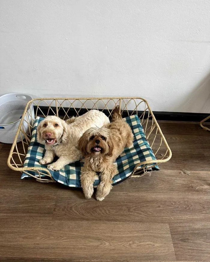 Paws Day Spa FB 23 05 001