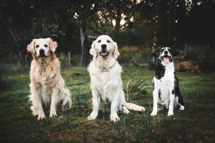 Pets Life fb 22 11 01